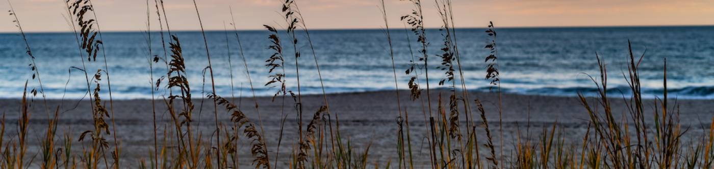 dune grass and ocean view 